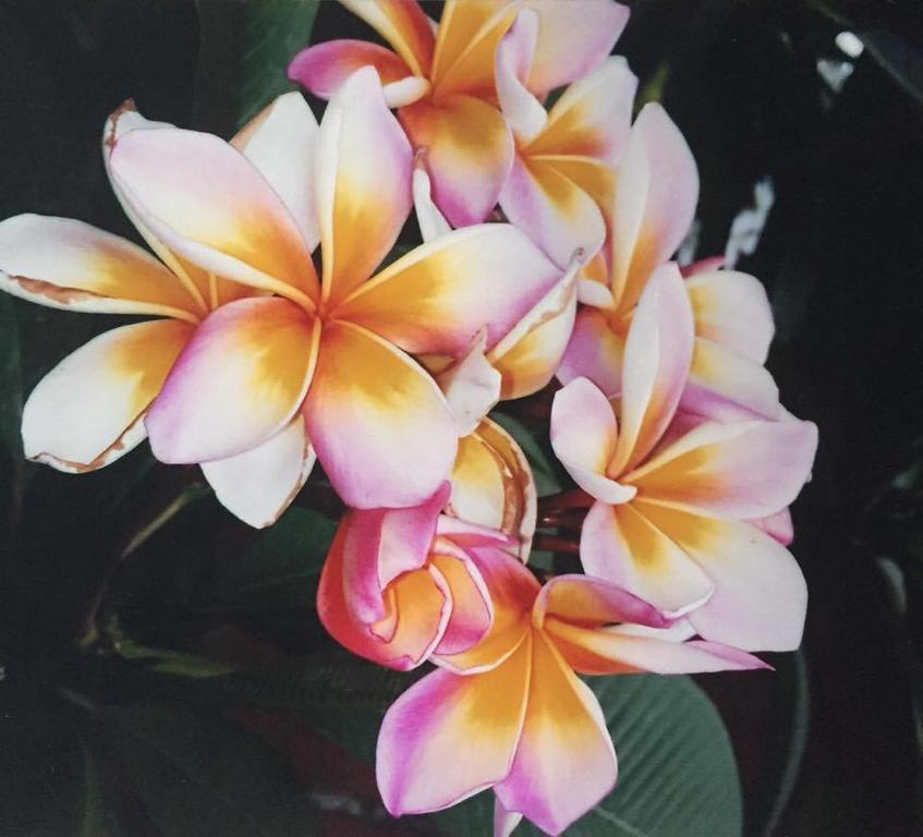 Hanalei Gardens メナムビーチ エクステリア 写真
